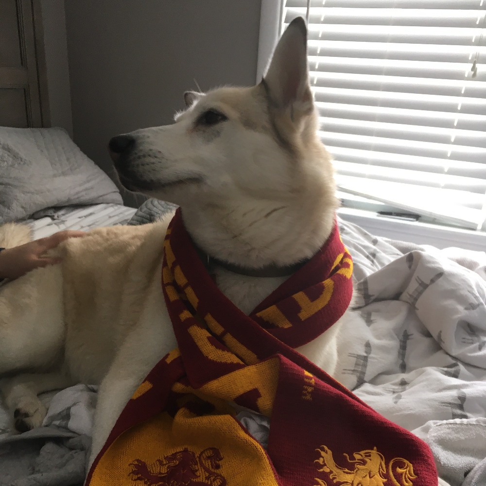 Meet your Posher, Bella